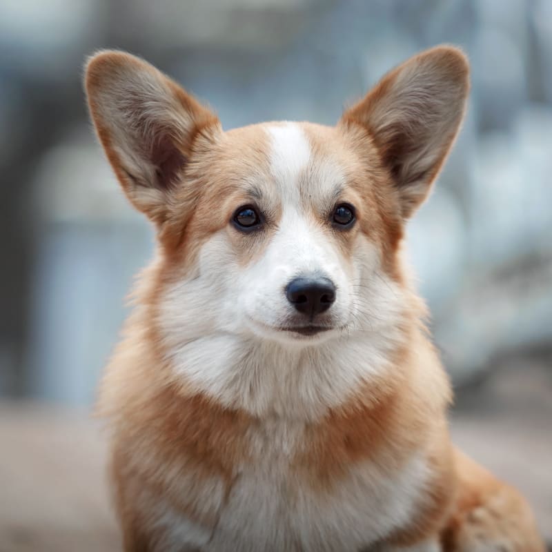 Northwest Austin Veterinary Center in Austin