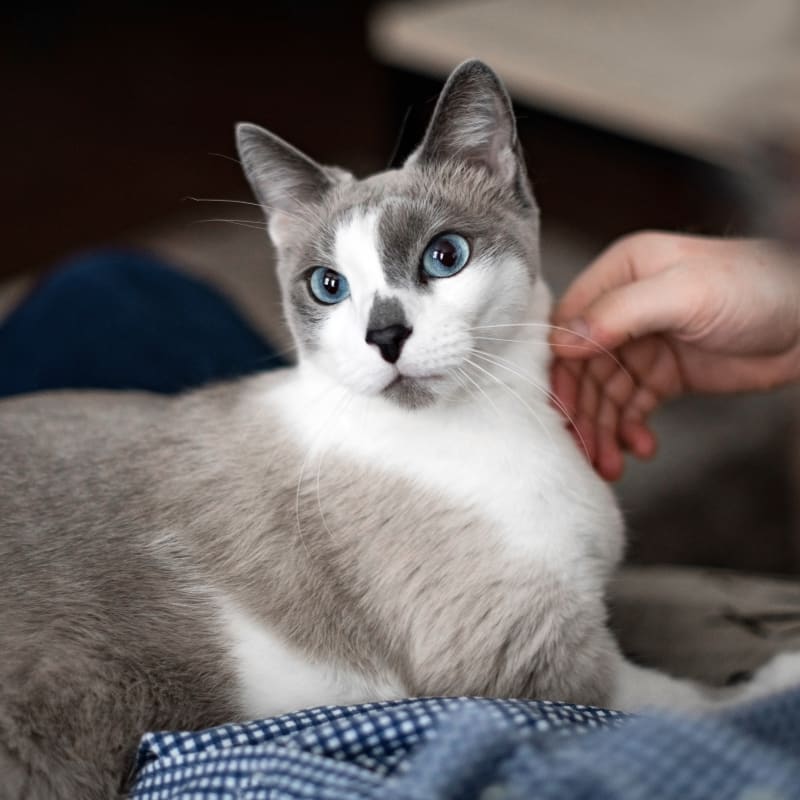 A cat is lying on a bed, Cat & Dog Wellness Exams in Austin