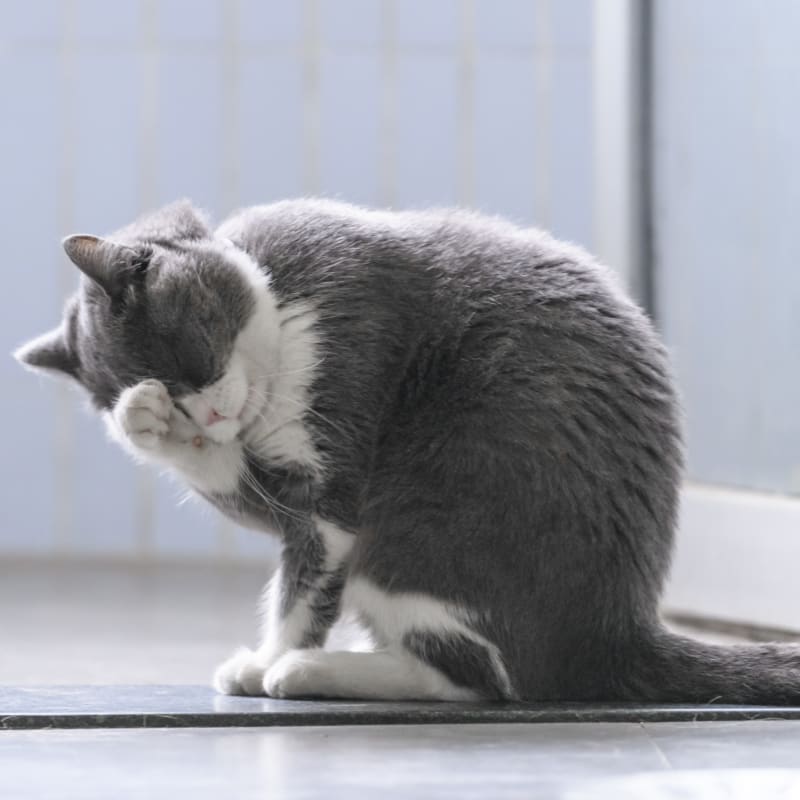 Cat is cleaning herself, Geriatric Veterinary Care for Pets in Austin