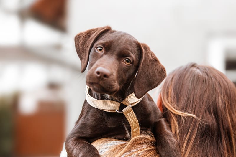 Emergency Veterinarian in Austin