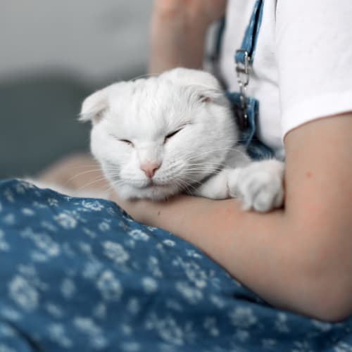 Vet Surgery in Austin