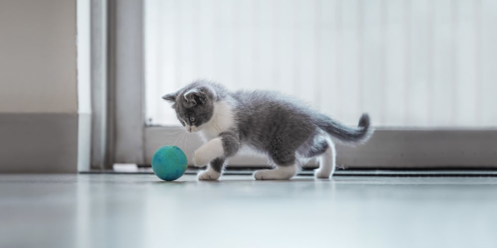 Dental services in Austin