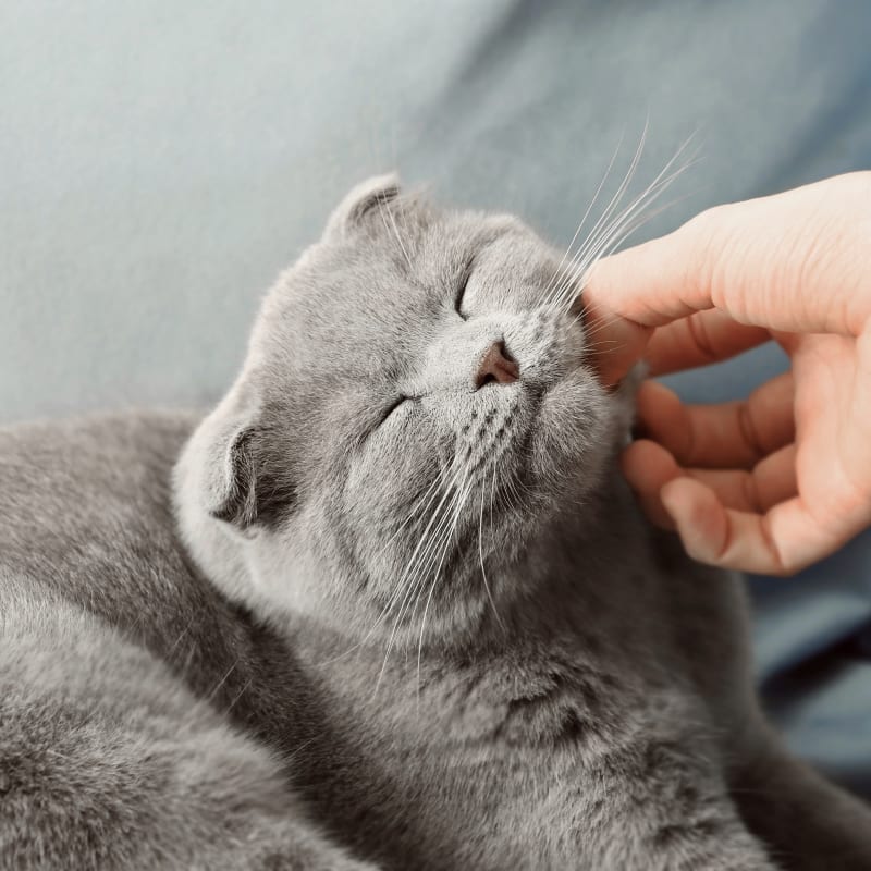 Our laboratory technician petting a cat at our diagnostic lab in Austin