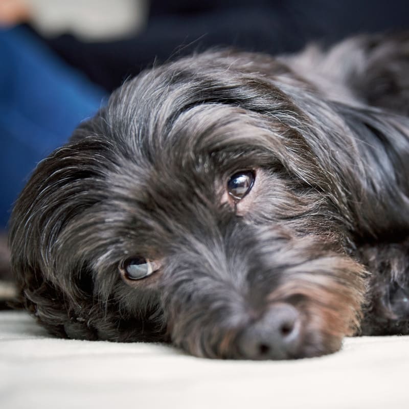 A black dog lying on a table at our diagnostic lab in Austin