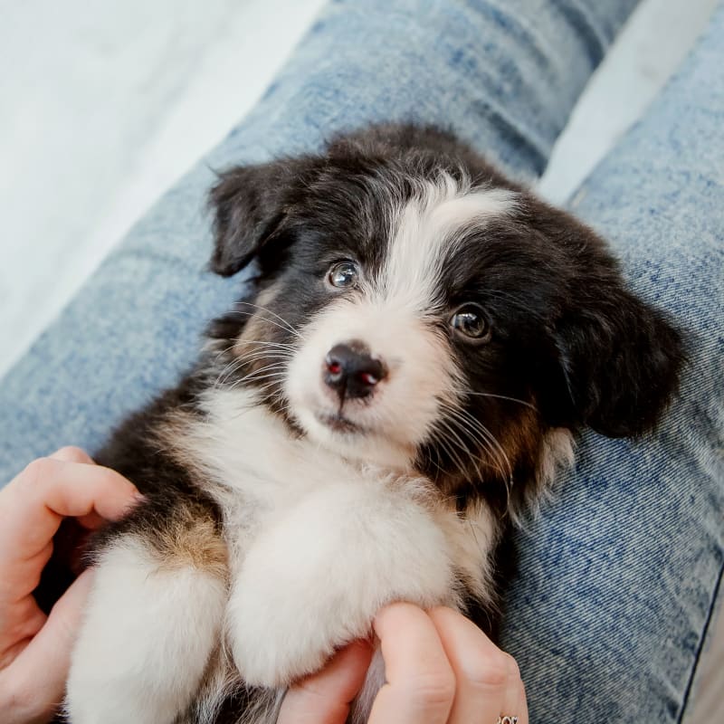 Oncology Services, Austin Veterinarian