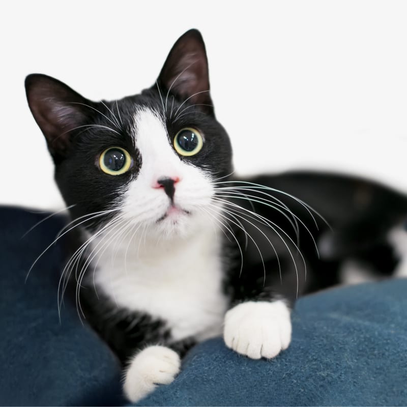 Oncology Services, Austin Veterinarian